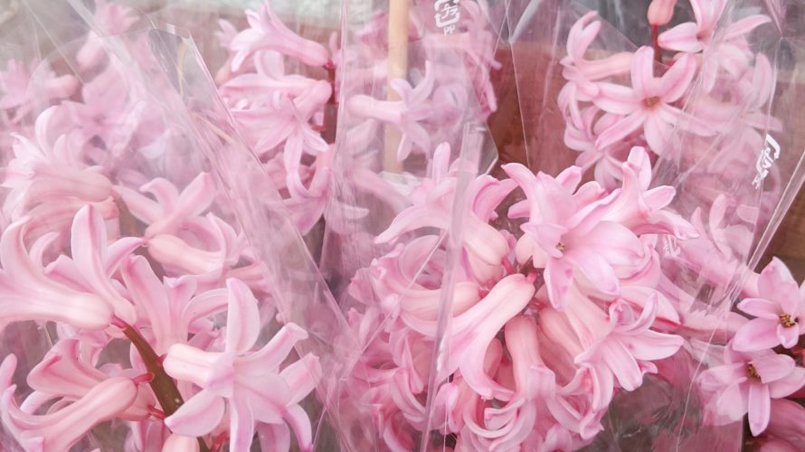 可愛いピンクのヒヤシンス ご予約専門店 ケーキ工房ポムのブログ