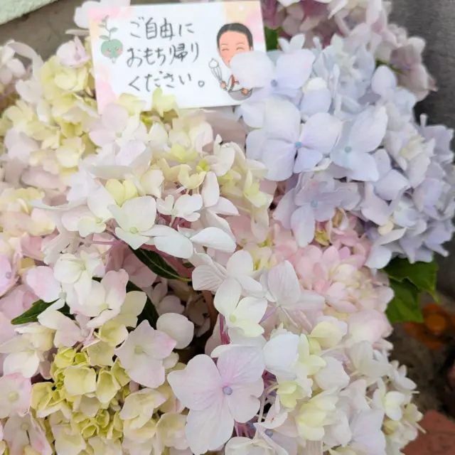紫陽花が綺麗に咲いたので
お裾分けです😊
パーティーにお花を添えください💕